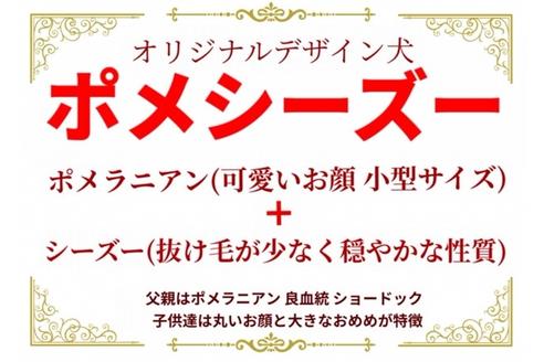 成約済の秋田県のミックス犬-73390の7枚目