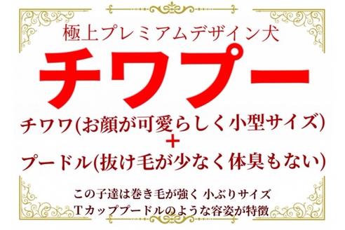 成約済の秋田県のチワプー:チワワ×トイプードル-73018の5枚目