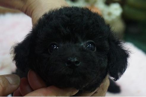 成約済の京都府のティーカッププードル-73485の1枚目