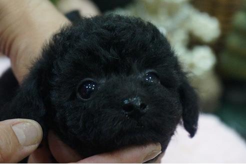 成約済の京都府のティーカッププードル-73485の4枚目