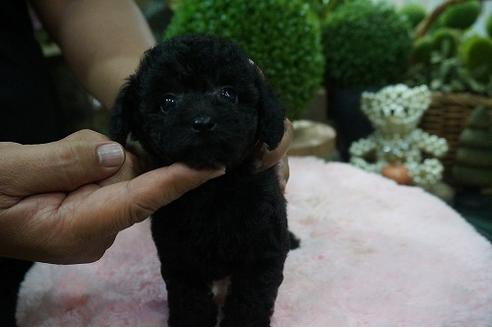 成約済の京都府のティーカッププードル-73485の3枚目