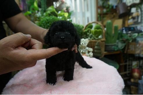 成約済の京都府のティーカッププードル-73485の2枚目