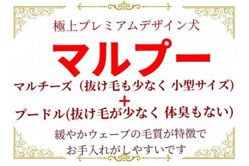 成約済の秋田県のマルプー:マルチーズ×トイプードル-73389の5枚目