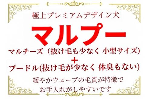 成約済の秋田県のマルプー:マルチーズ×トイプードル-72052の2枚目