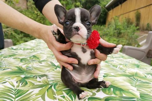 大阪府のフレンチブルドッグ 女の子 19 04 26生まれ ブリンドル 子犬id ブリーダーナビ 大阪府のフレンチブルドッグ 女の子 19 04 26生まれ ブリンドル 子犬id ブリーダーナビ