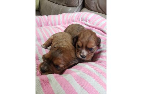 成約済の愛知県のミックス犬-73533の3枚目