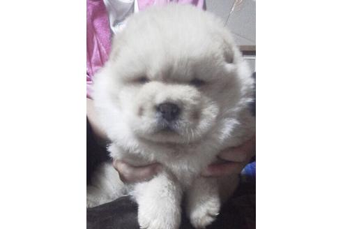 群馬県のチャウチャウ 男の子 19 05 11生まれ クリーム 子犬id ブリーダーナビ