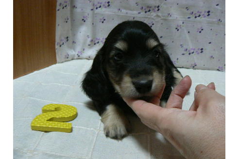 成約済の愛知県のミニチュアダックスフンド(ロングヘアード)-71947の1枚目