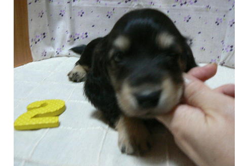 成約済の愛知県のミニチュアダックスフンド(ロングヘアード)-71947の5枚目