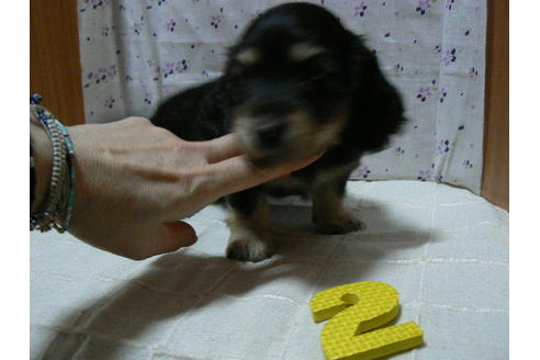 成約済の愛知県のミニチュアダックスフンド(ロングヘアード)-71947の4枚目