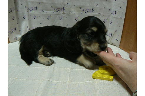 成約済の愛知県のミニチュアダックスフンド(ロングヘアード)-71947の3枚目