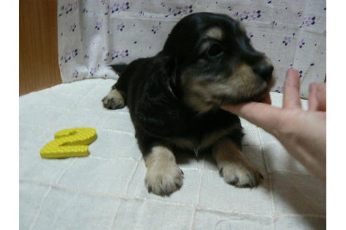 成約済の愛知県のミニチュアダックスフンド(ロングヘアード)-71947の2枚目