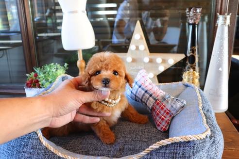 成約済の埼玉県のタイニープードル-73001の5枚目