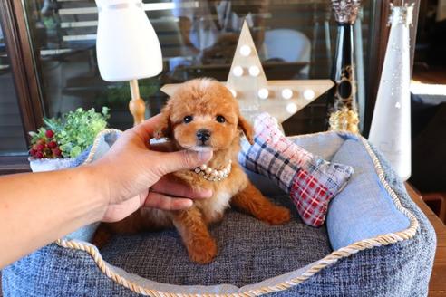 成約済の埼玉県のタイニープードル-73001の4枚目