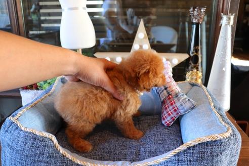 成約済の埼玉県のタイニープードル-73001の3枚目