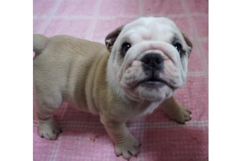 成約済の愛媛県のブルドッグ-73583の1枚目