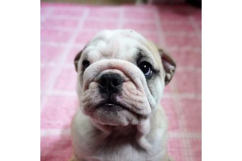 成約済の愛媛県のブルドッグ-73583の3枚目