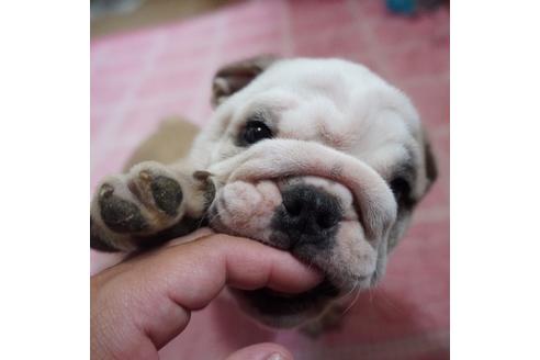 成約済の愛媛県のブルドッグ-73583の2枚目