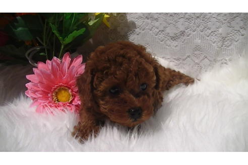 成約済の福岡県のタイニープードル-70911の8枚目