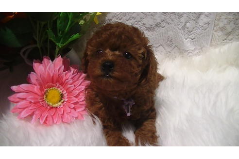 成約済の福岡県のタイニープードル-70911の7枚目