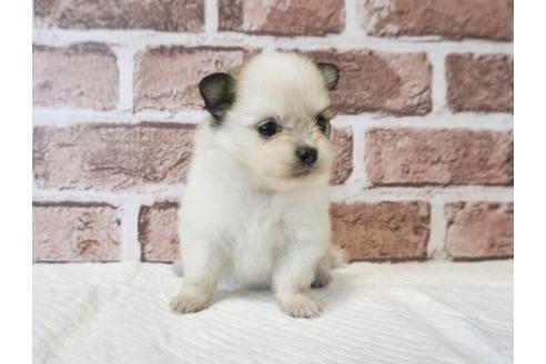 成約済の香川県のポメチワ:ポメラニアン×チワワ-73139の4枚目