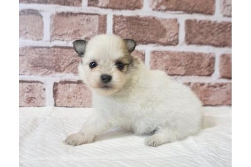 成約済の香川県のポメチワ:ポメラニアン×チワワ-73139の3枚目