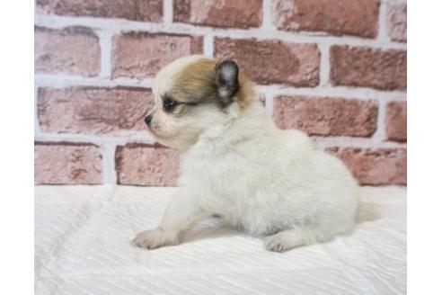 成約済の香川県のポメチワ:ポメラニアン×チワワ-73139の2枚目