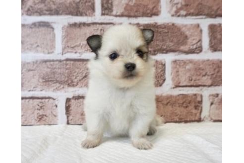 成約済の香川県のポメチワ:ポメラニアン×チワワ-73139の1枚目