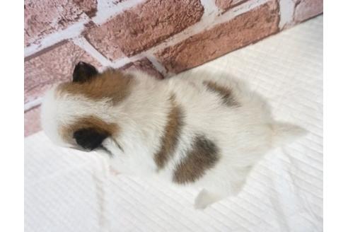 成約済の香川県のポメチワ:ポメラニアン×チワワ-73140の4枚目