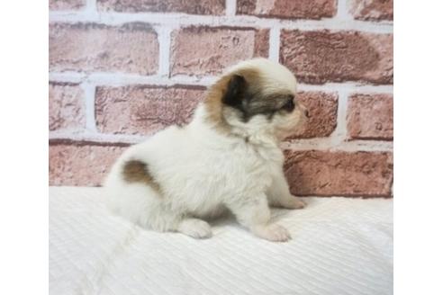 成約済の香川県のポメチワ:ポメラニアン×チワワ-73140の3枚目