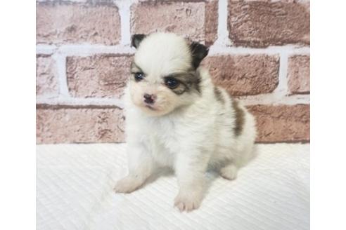 成約済の香川県のポメチワ:ポメラニアン×チワワ-73140の2枚目