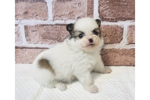 成約済の香川県のポメチワ:ポメラニアン×チワワ-73140の1枚目
