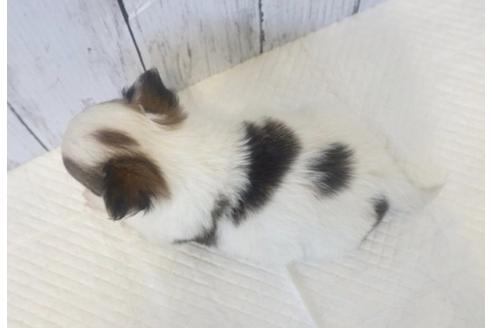 成約済の香川県のチワワ(ロングコート)-73144の4枚目