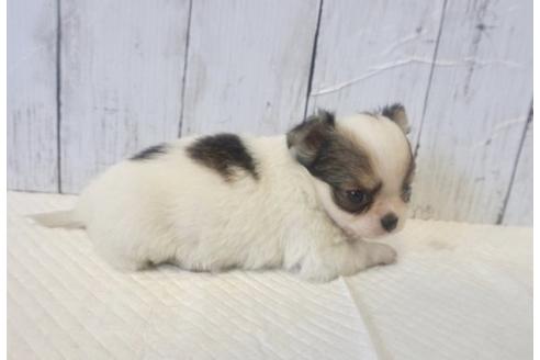 成約済の香川県のチワワ(ロングコート)-73144の3枚目