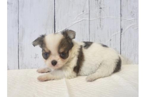 成約済の香川県のチワワ(ロングコート)-73144の2枚目