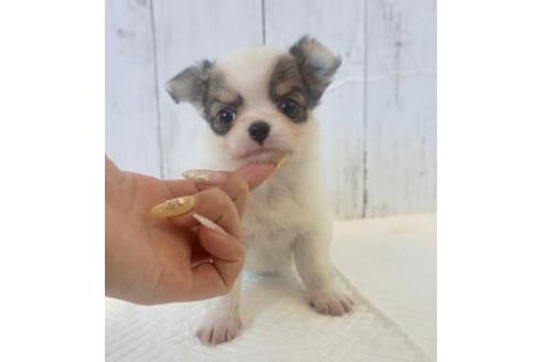 成約済の香川県のチワワ(ロングコート)-73144の1枚目