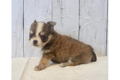 成約済の香川県のチワワ(ロングコート)-73151の4枚目