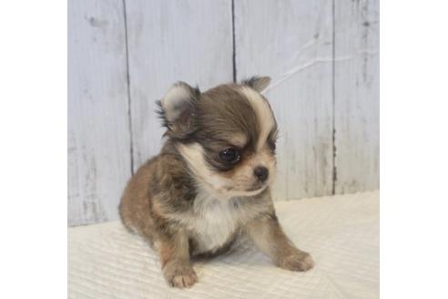 成約済の香川県のチワワ(ロングコート)-73151の3枚目