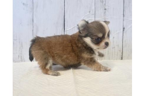 成約済の香川県のチワワ(ロングコート)-73151の2枚目