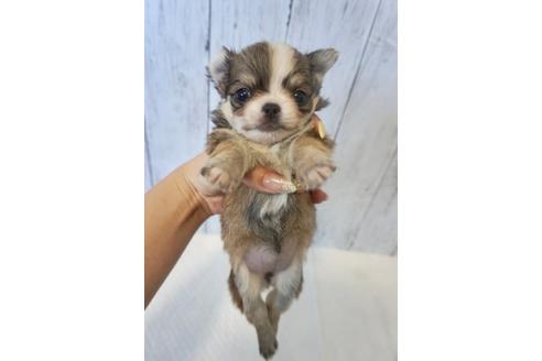 成約済の香川県のチワワ(ロングコート)-73151の1枚目