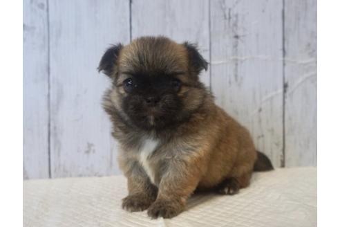 成約済の香川県のチワワ(ロングコート)-73154の4枚目