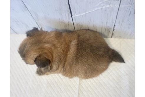 成約済の香川県のチワワ(ロングコート)-73154の3枚目