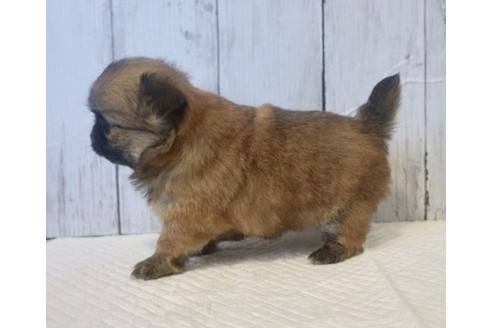 成約済の香川県のチワワ(ロングコート)-73154の2枚目