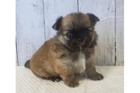 成約済の香川県のチワワ(ロングコート)-73154の1枚目