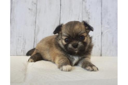 成約済の香川県のチワワ(ロングコート)-73155の4枚目