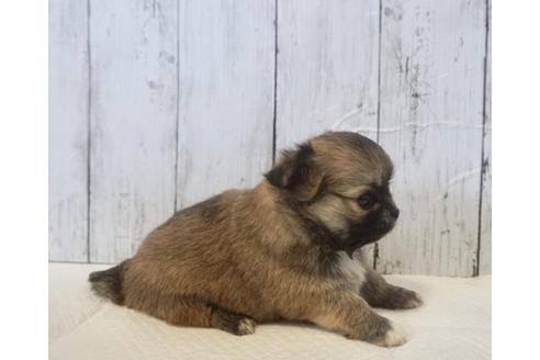 成約済の香川県のチワワ(ロングコート)-73155の3枚目