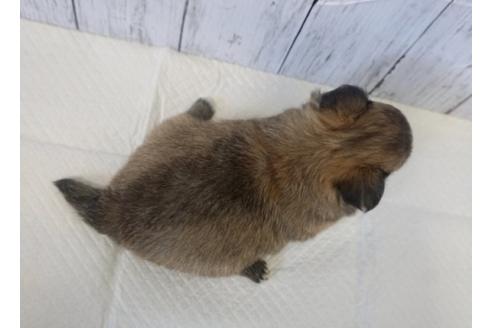 成約済の香川県のチワワ(ロングコート)-73155の2枚目