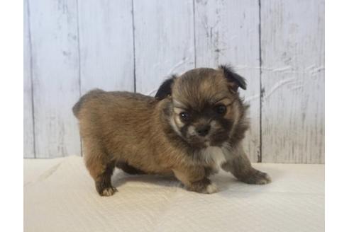 成約済の香川県のチワワ(ロングコート)-73155