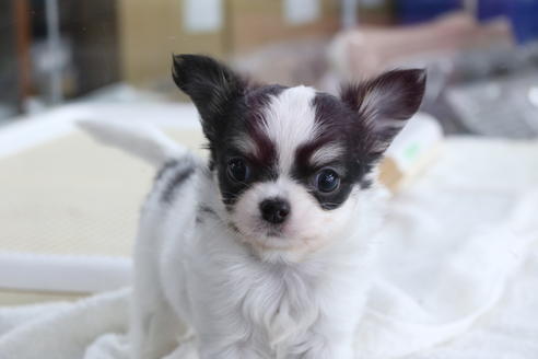 成約済の京都府のチワワ(ロングコート)-73692の1枚目