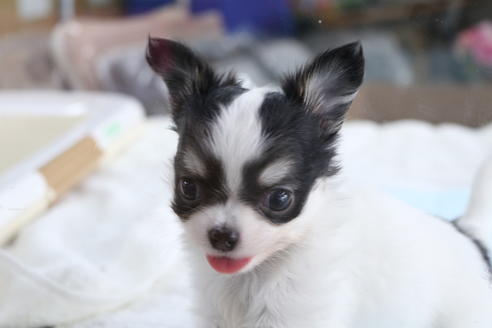 成約済の京都府のチワワ(ロングコート)-73692の5枚目